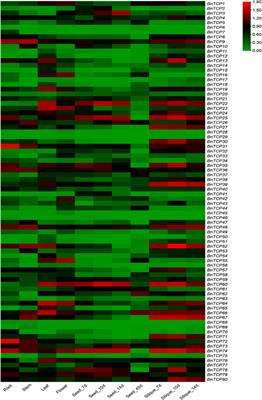 Comprehensive In Silico Characterization and Expression Profiling of TCP Gene Family in Rapeseed